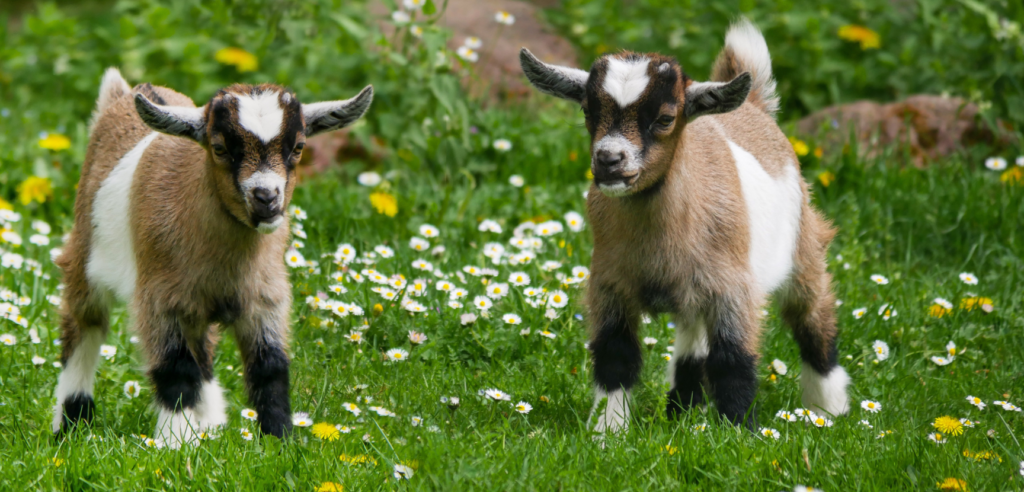 hinalya association parrainage animaux