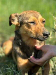 Zelda - à parrainer ou adopter